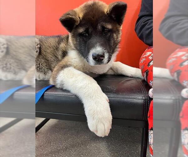 Medium Photo #1 Akita Puppy For Sale in Louisville, KY, USA