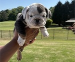 Small #5 Bulldog