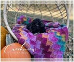 Small Photo #9 Schnoodle (Miniature) Puppy For Sale in NIANGUA, MO, USA