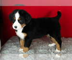 Small Photo #32 Bernese Mountain Dog Puppy For Sale in MILLERSBURG, IN, USA
