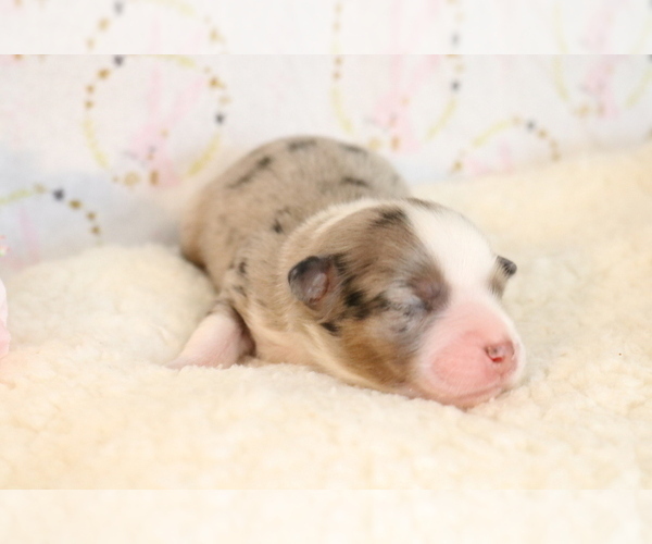Medium Photo #3 Australian Shepherd Puppy For Sale in STAFFORD, VA, USA