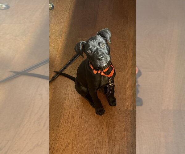 Medium Photo #1 Labrador Retriever-Unknown Mix Puppy For Sale in Springdale, PA, USA