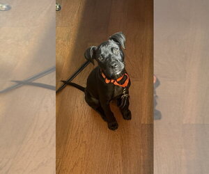 Labrador Retriever-Unknown Mix Dogs for adoption in Springdale, PA, USA