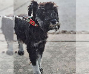 Mutt Dogs for adoption in Dumont, NJ, USA