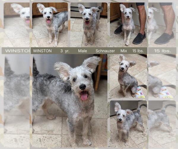 Medium Photo #3 Mutt Puppy For Sale in Mesa, AZ, USA