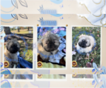 Small Photo #6 Shih Tzu Puppy For Sale in ATHENS, GA, USA
