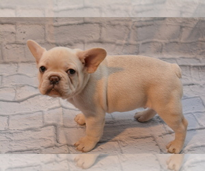French Bulldog Puppy for sale in TALLAHASSEE, FL, USA