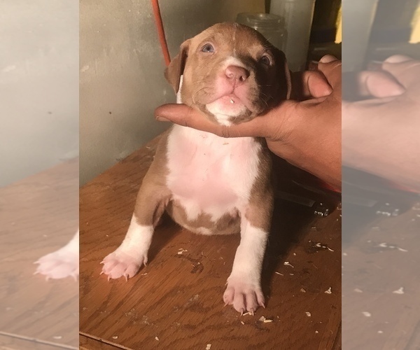 Medium Photo #4 American Bully Puppy For Sale in CO SPGS, CO, USA