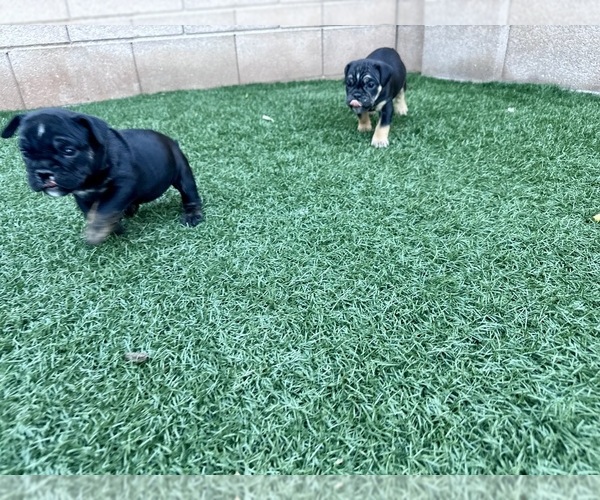 Medium Photo #4 Bulldog Puppy For Sale in LAS VEGAS, NV, USA