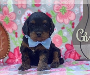 Cavapoo Puppy for sale in LANCASTER, PA, USA