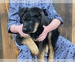 Small Photo #5 German Shepherd Dog Puppy For Sale in GREENWOOD, WI, USA
