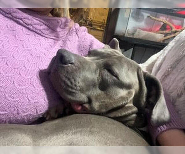 Medium Photo #2 Mutt Puppy For Sale in Belleville, MI, USA