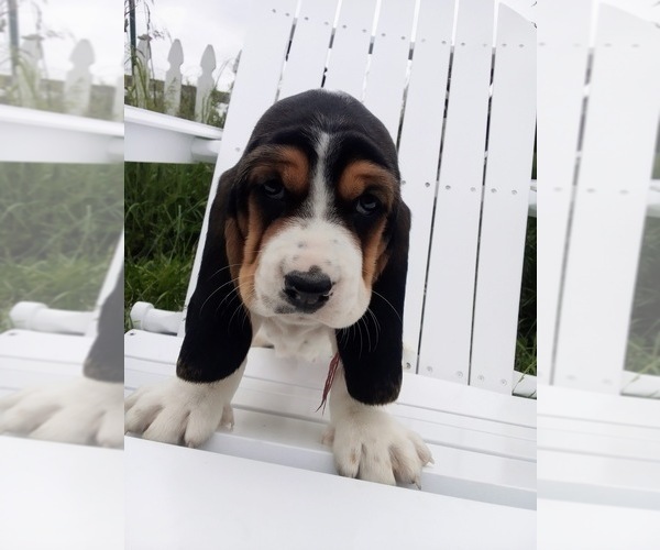 Medium Photo #2 Basset Hound Puppy For Sale in SEQUIM, WA, USA