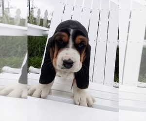 Medium Basset Hound