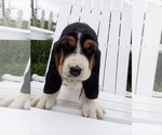 Puppy Puppy 1 Basset Hound