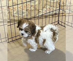 Shih-Poo Puppy for sale in GLOUCESTER, VA, USA