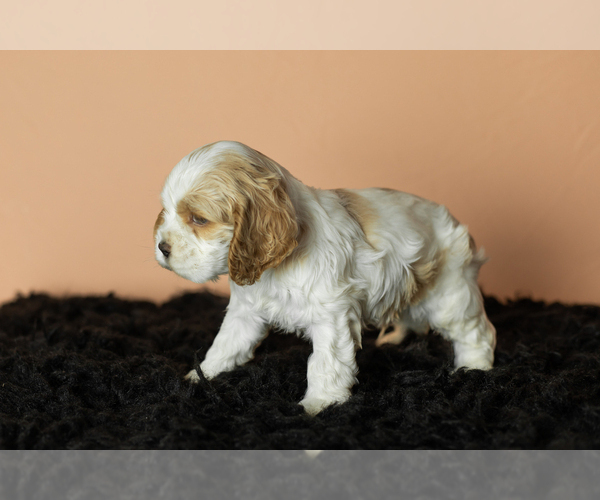 Medium Photo #5 Cocker Spaniel Puppy For Sale in NAPPANEE, IN, USA