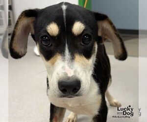 Labrador Retriever-Unknown Mix Dogs for adoption in Washington, DC, USA