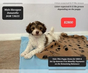Poovanese Puppy for sale in TUCSON, AZ, USA