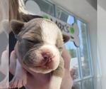 Small Photo #5 Boston Terrier Puppy For Sale in FT MYERS, FL, USA