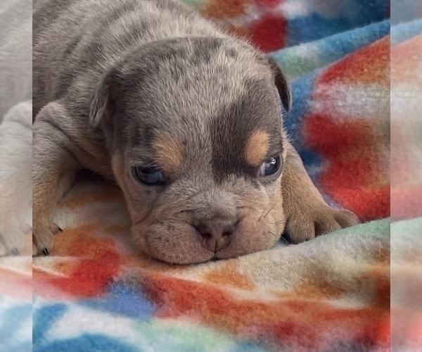 Medium Photo #6 English Bulldog Puppy For Sale in RICHMOND, VA, USA