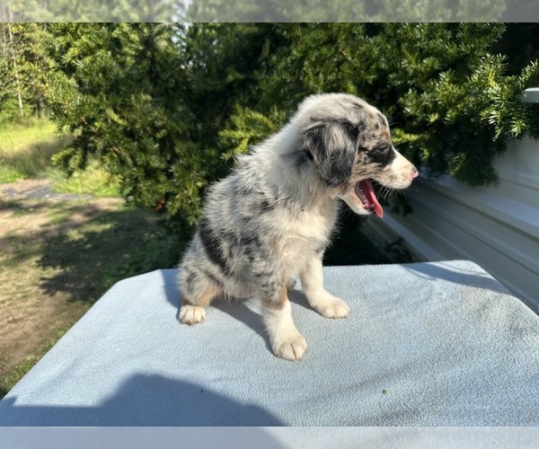 Medium Photo #23 Australian Shepherd Puppy For Sale in HYDEN, KY, USA