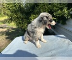Small #22 Australian Shepherd