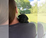 Small #2 Labrador Retriever Mix