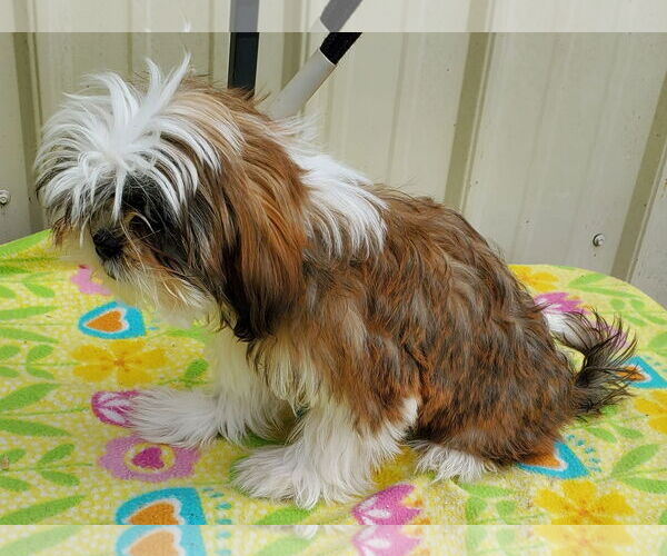 Medium Photo #3 Shih Tzu Puppy For Sale in Mountain View, MO, USA