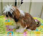Small #2 Shih Tzu
