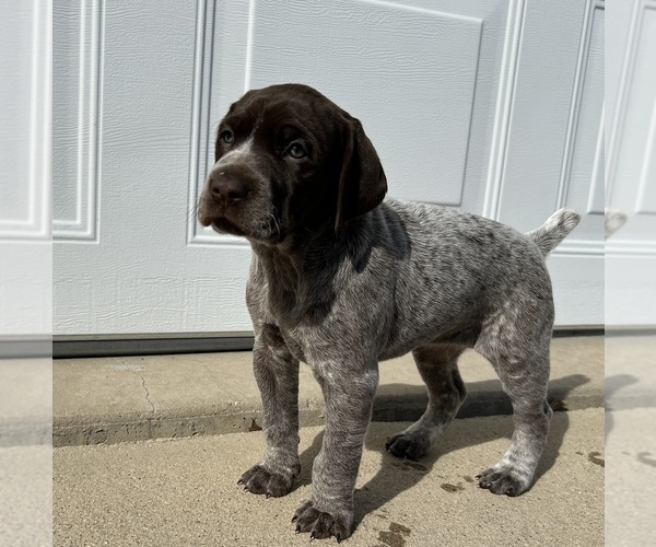 Medium Photo #2 German Shorthaired Pointer Puppy For Sale in STRAWBERRY POINT, IA, USA