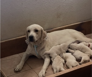 Mother of the Labrador Retriever puppies born on 03/04/2023