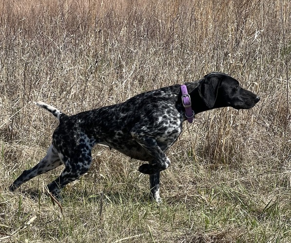 Medium Photo #1 German Shorthaired Pointer Puppy For Sale in LINCOLN, NE, USA