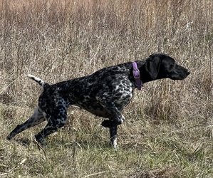 Mother of the German Shorthaired Pointer puppies born on 08/30/2026