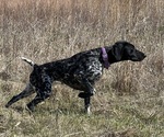 Small Photo #1 German Shorthaired Pointer Puppy For Sale in LINCOLN, NE, USA