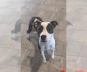 American Staffordshire Terrier-Unknown Mix Dogs for adoption in Grand Prairie, TX, USA