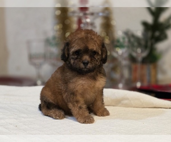 Medium Photo #11 Goldendoodle (Miniature) Puppy For Sale in DUBLIN, TX, USA