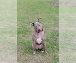 Small #4 Mutt