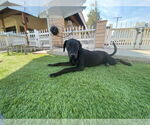 Small #2 Labrador Retriever Mix