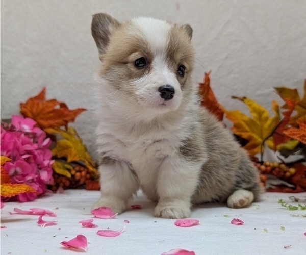 Medium Photo #16 Pembroke Welsh Corgi Puppy For Sale in GOSHEN, IN, USA
