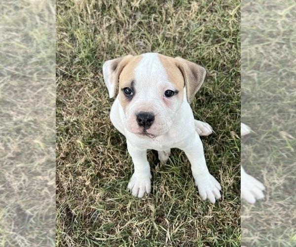 Medium Photo #3 American Bulldog Puppy For Sale in BONAIRE, GA, USA