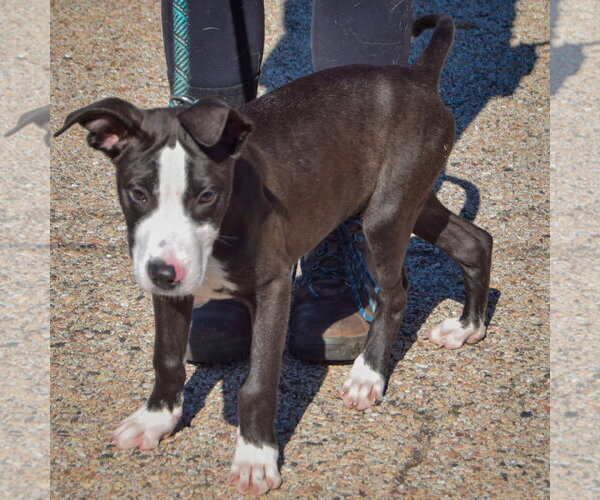 Medium Photo #2 Boxador Puppy For Sale in Huntley, IL, USA