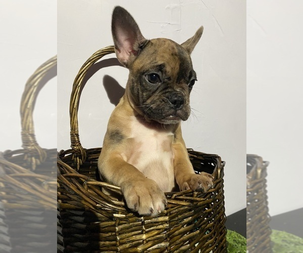 Medium Photo #12 Faux Frenchbo Bulldog Puppy For Sale in LIVERMORE, CA, USA