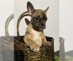 Small #1 Faux Frenchbo Bulldog
