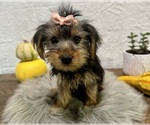 Small #1 Yorkshire Terrier