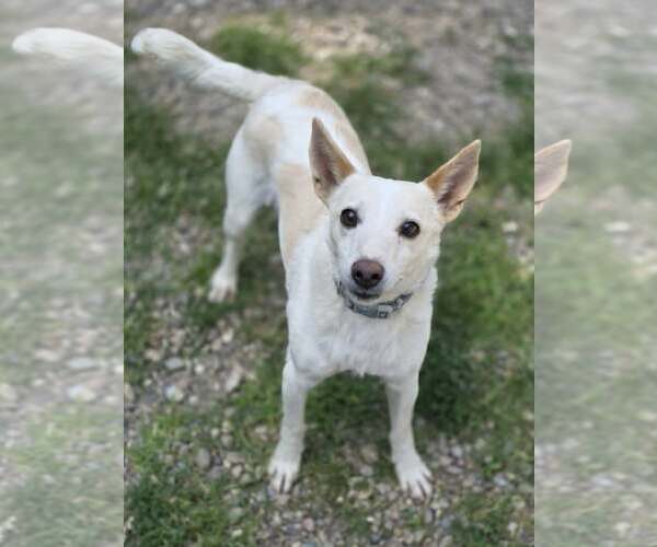 Medium Photo #1 Mutt Puppy For Sale in Woodsfield, OH, USA