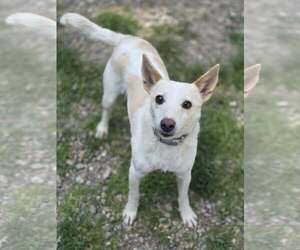 Mutt Dogs for adoption in Woodsfield, OH, USA