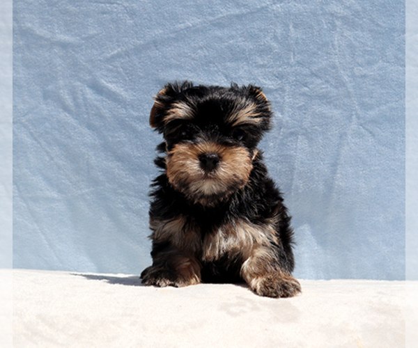 Medium Photo #1 Yorkshire Terrier Puppy For Sale in LOS ANGELES, CA, USA