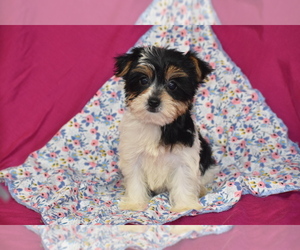 Yorkshire Terrier Puppy for sale in ELDORADO, OH, USA
