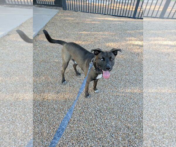 Medium Photo #2 American Staffordshire Terrier-Siberian Husky Mix Puppy For Sale in phoenix, AZ, USA